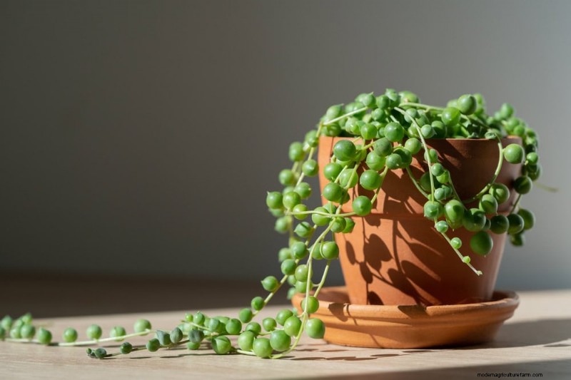 15 Best Houseplants for a Brighter, More Inviting Living Room