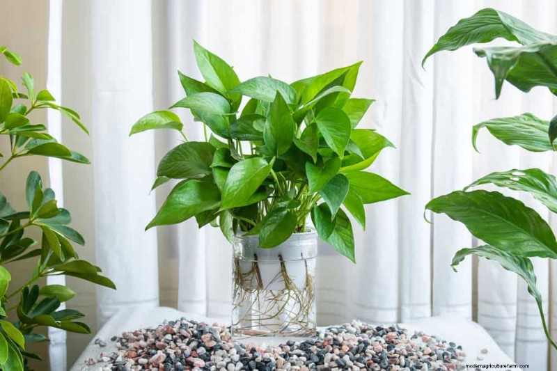 10 Stunning Pothos Varieties: A Guide for Plant Lovers