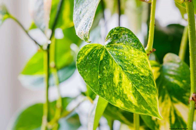 10 Stunning Pothos Varieties: A Guide for Plant Lovers