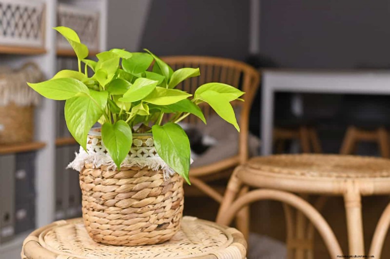 10 Stunning Pothos Varieties: A Guide for Plant Lovers