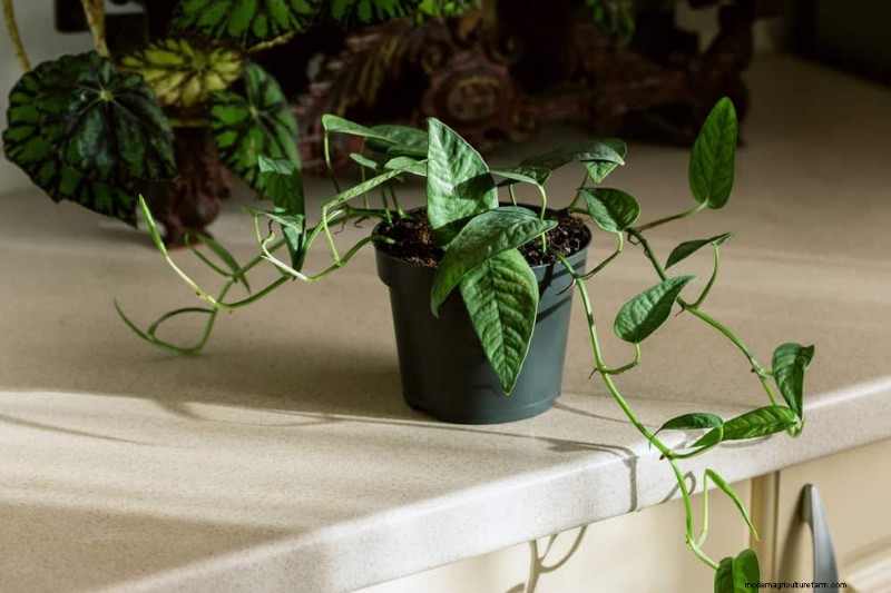 10 Stunning Pothos Varieties: A Guide for Plant Lovers