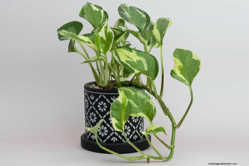 10 Stunning Pothos Varieties: A Guide for Plant Lovers