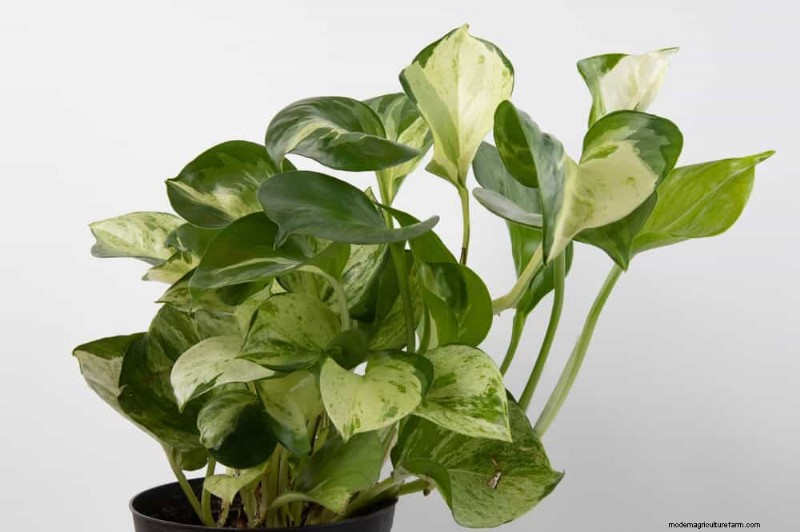 10 Stunning Pothos Varieties: A Guide for Plant Lovers