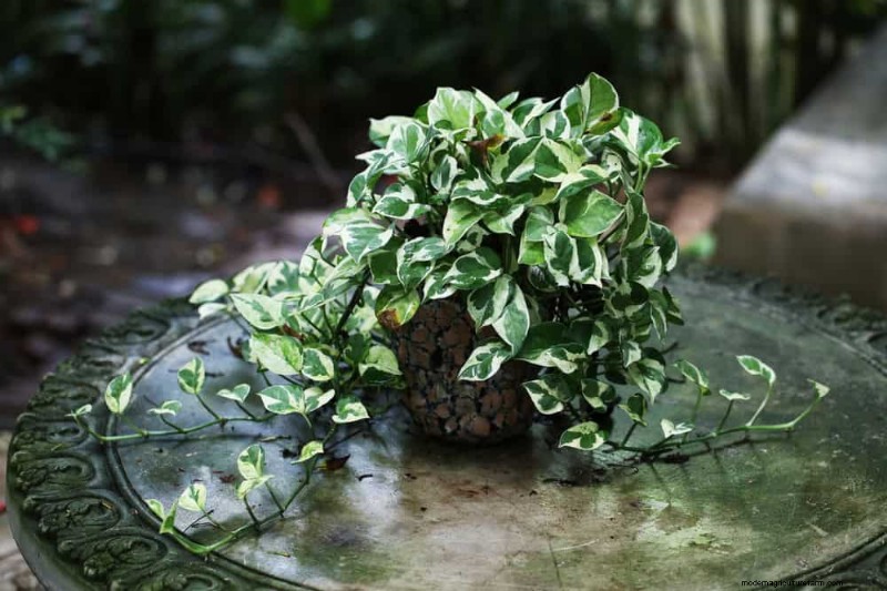 10 Stunning Pothos Varieties: A Guide for Plant Lovers