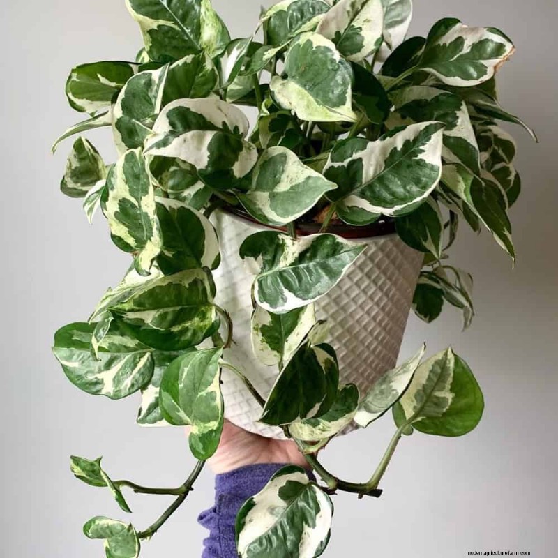 10 Stunning Pothos Varieties: A Guide for Plant Lovers