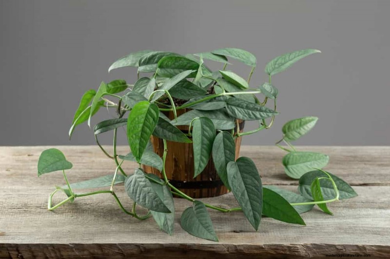 10 Stunning Pothos Varieties: A Guide for Plant Lovers