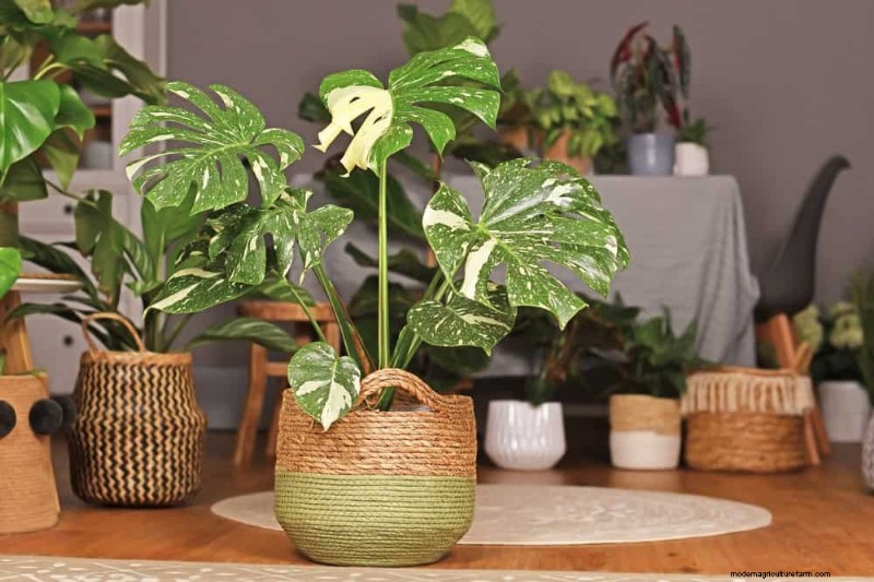 15 Stunning Houseplant Arrangements to Elevate Your Home Decor