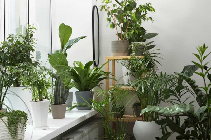 15 Stunning Houseplant Arrangements to Elevate Your Home Decor