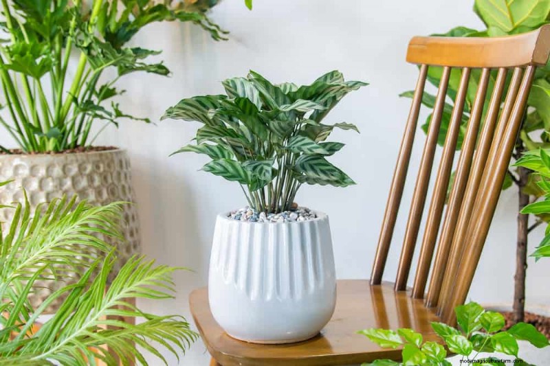 15 Stunning Houseplant Arrangements to Elevate Your Home Decor