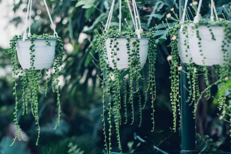 15 Stunning Houseplant Arrangements to Elevate Your Home Decor