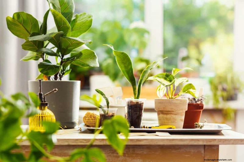 15 Stunning Houseplant Arrangements to Elevate Your Home Decor