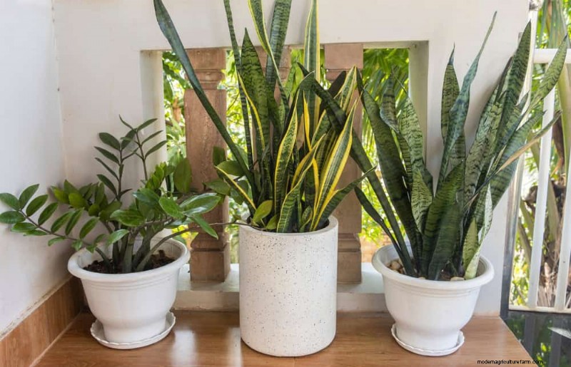 15 Stunning Houseplant Arrangements to Elevate Your Home Decor