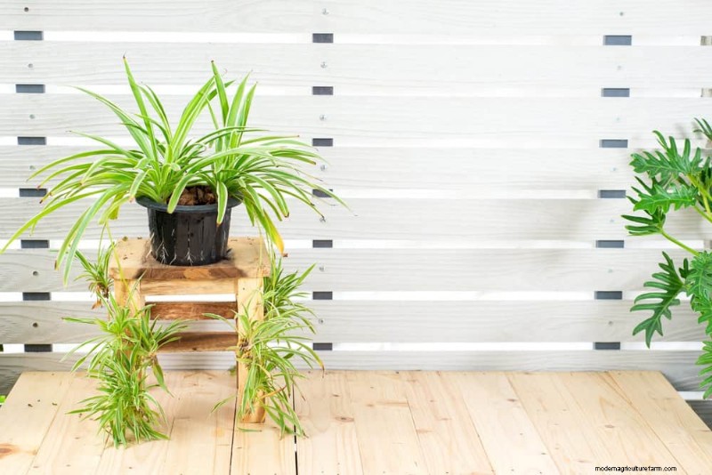 15 Stunning Houseplant Arrangements to Elevate Your Home Decor
