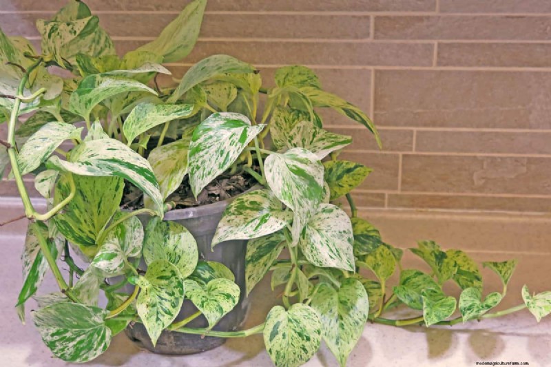 15 Stunning Houseplant Arrangements to Elevate Your Home Decor