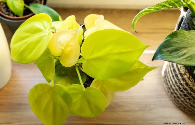 15 Stunning Houseplant Arrangements to Elevate Your Home Decor