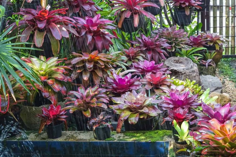 15 Stunning Houseplant Arrangements to Elevate Your Home Decor