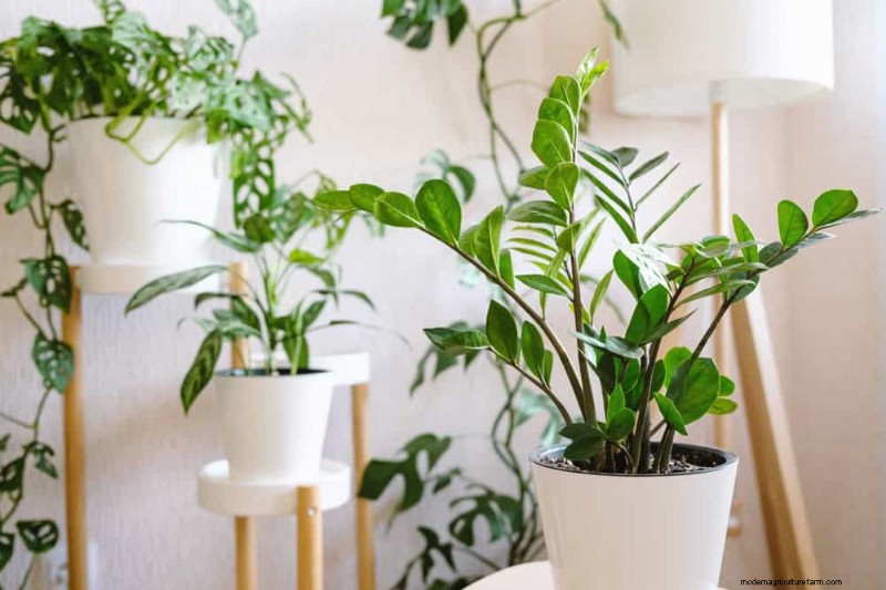 15 Stunning Houseplant Arrangements to Elevate Your Home Decor