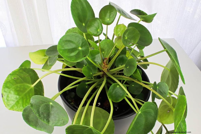 15 Stunning Houseplant Arrangements to Elevate Your Home Decor