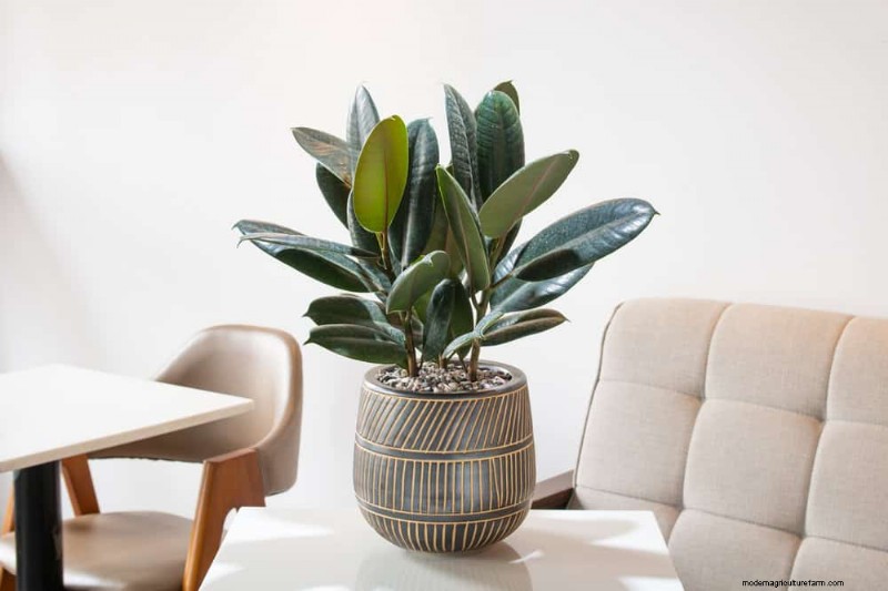 15 Stunning Houseplant Arrangements to Elevate Your Home Decor