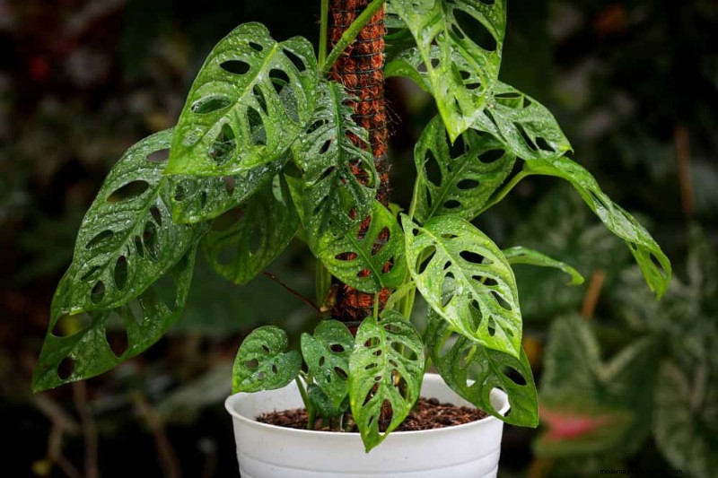 Rare & Unique Monstera Varieties: Expand Your Indoor Jungle