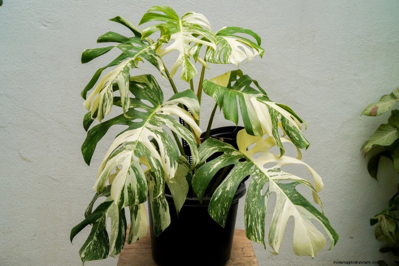Rare & Unique Monstera Varieties: Expand Your Indoor Jungle