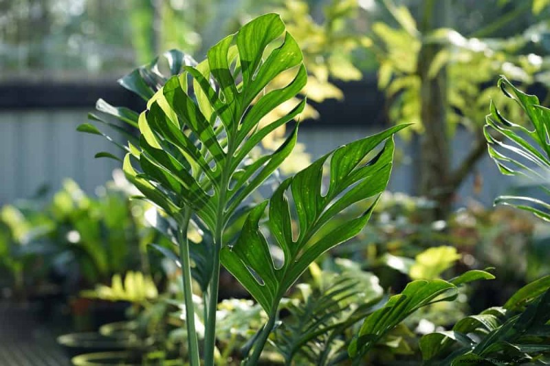 Rare & Unique Monstera Varieties: Expand Your Indoor Jungle