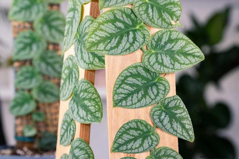 Rare & Unique Monstera Varieties: Expand Your Indoor Jungle