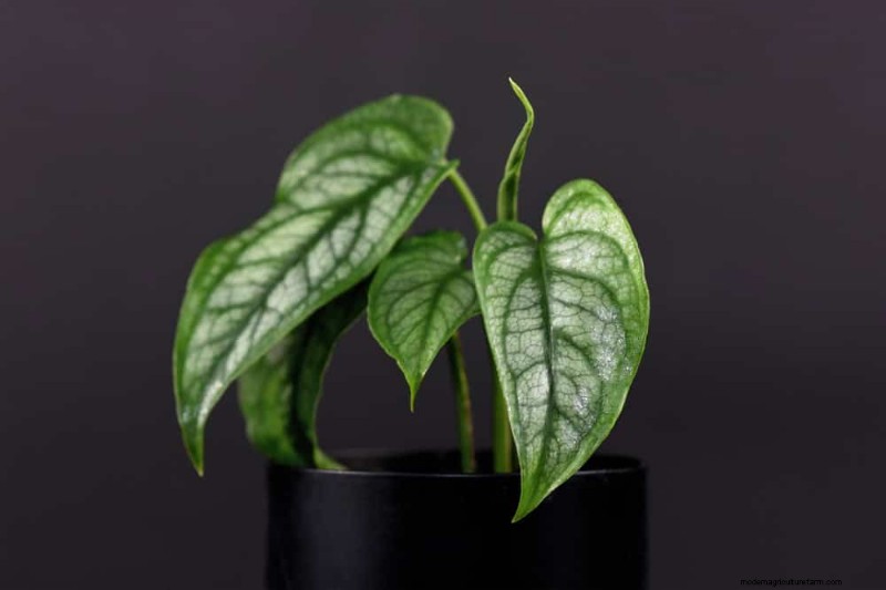Rare & Unique Monstera Varieties: Expand Your Indoor Jungle