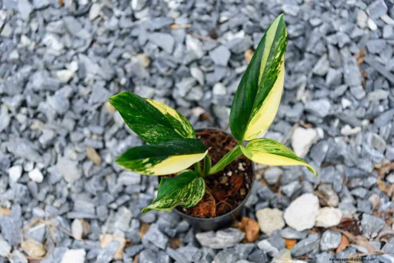 Rare & Unique Monstera Varieties: Expand Your Indoor Jungle