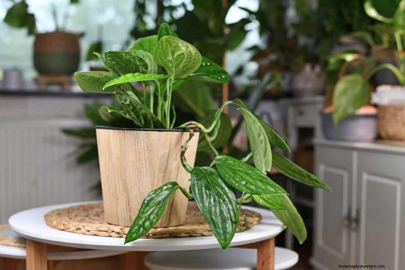Rare & Unique Monstera Varieties: Expand Your Indoor Jungle