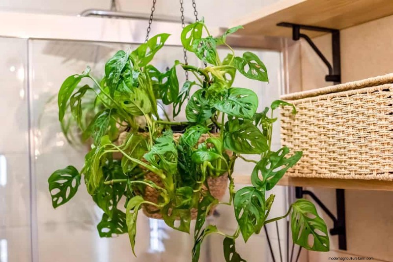 Rare & Unique Monstera Varieties: Expand Your Indoor Jungle