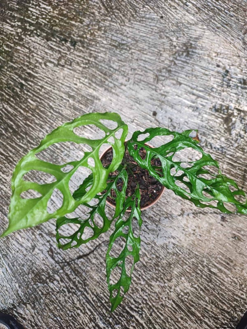 Rare & Unique Monstera Varieties: Expand Your Indoor Jungle