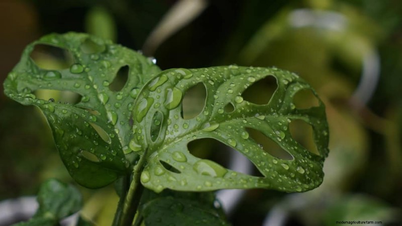 Rare & Unique Monstera Varieties: Expand Your Indoor Jungle