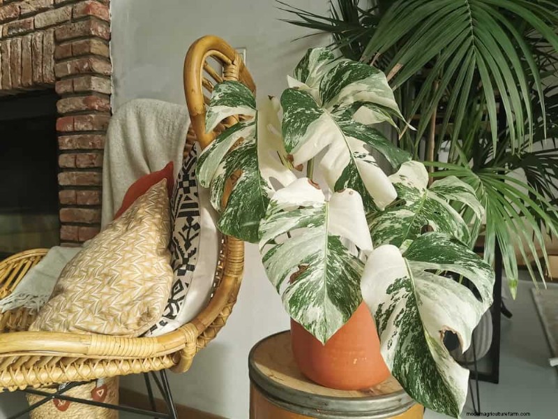 Rare & Unique Monstera Varieties: Expand Your Indoor Jungle