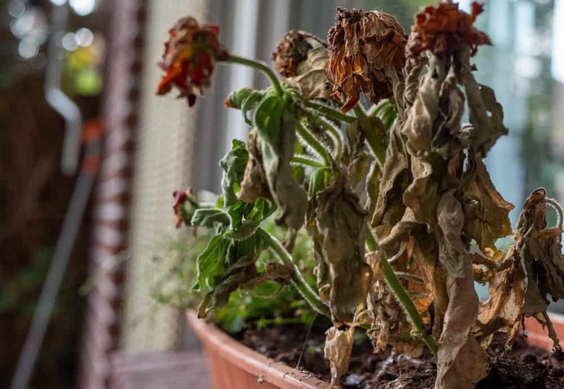 Winter Garden Prep: A Comprehensive Guide to Protect Your Plants