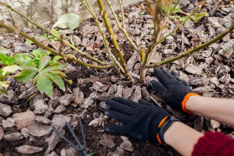 Winter Garden Prep: A Comprehensive Guide to Protect Your Plants