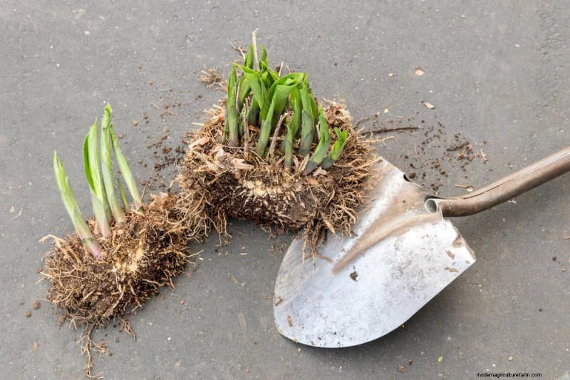 Winter Garden Prep: A Comprehensive Guide to Protect Your Plants