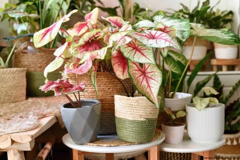 Winter Garden Prep: A Comprehensive Guide to Protect Your Plants