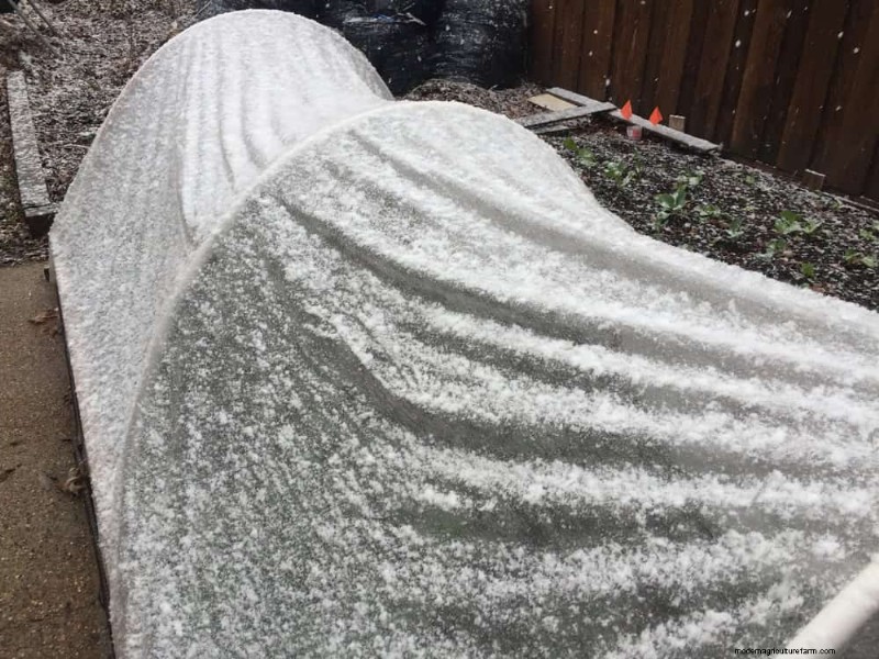 Winter Garden Prep: A Comprehensive Guide to Protect Your Plants