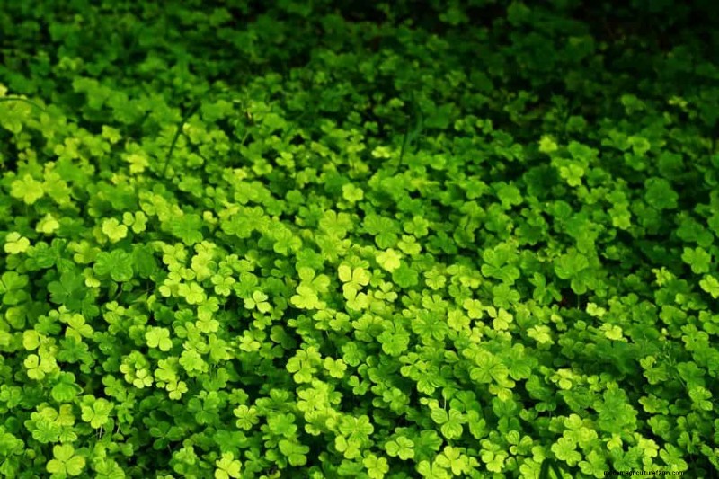 Winter Garden Prep: A Comprehensive Guide to Protect Your Plants