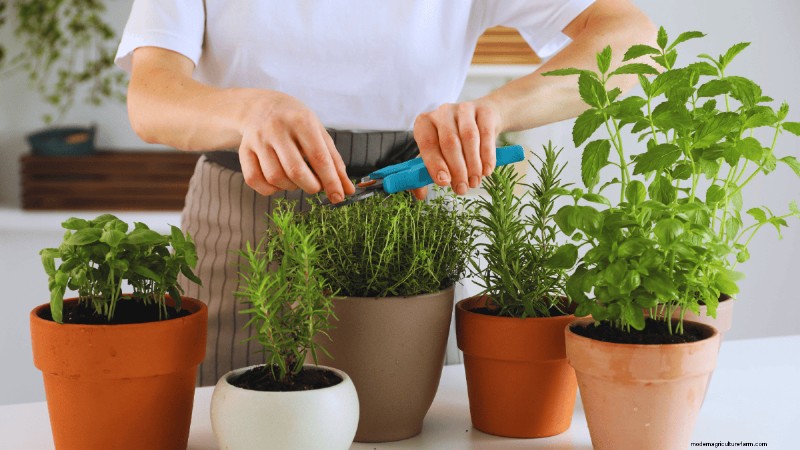 Winter Garden Prep: A Comprehensive Guide to Protect Your Plants