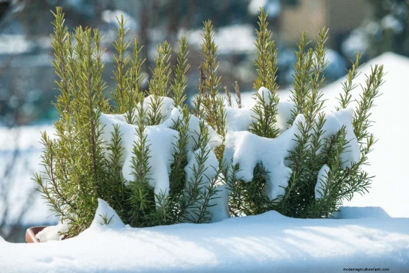 Winter Garden Prep: A Comprehensive Guide to Protect Your Plants