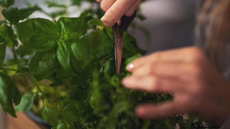 Winter Garden Prep: A Comprehensive Guide to Protect Your Plants