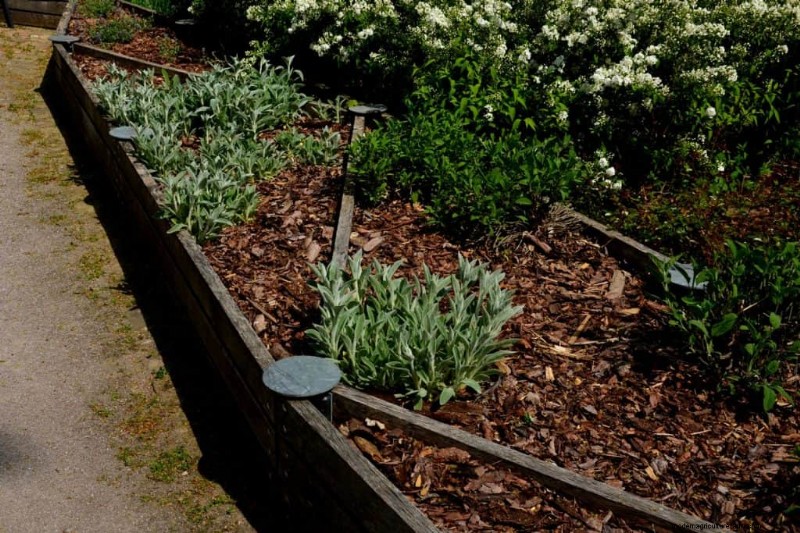 Winter Garden Prep: A Comprehensive Guide to Protect Your Plants