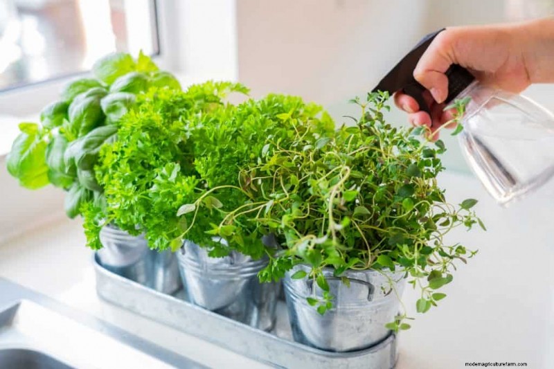 Winter Garden Prep: A Comprehensive Guide to Protect Your Plants