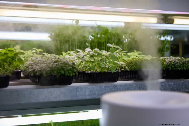 Winter Garden Prep: A Comprehensive Guide to Protect Your Plants