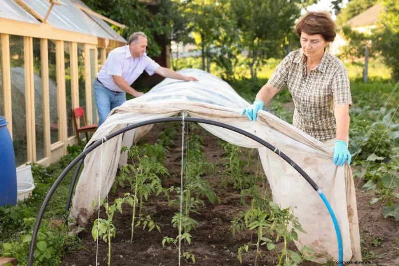 Winter Garden Prep: A Comprehensive Guide to Protect Your Plants