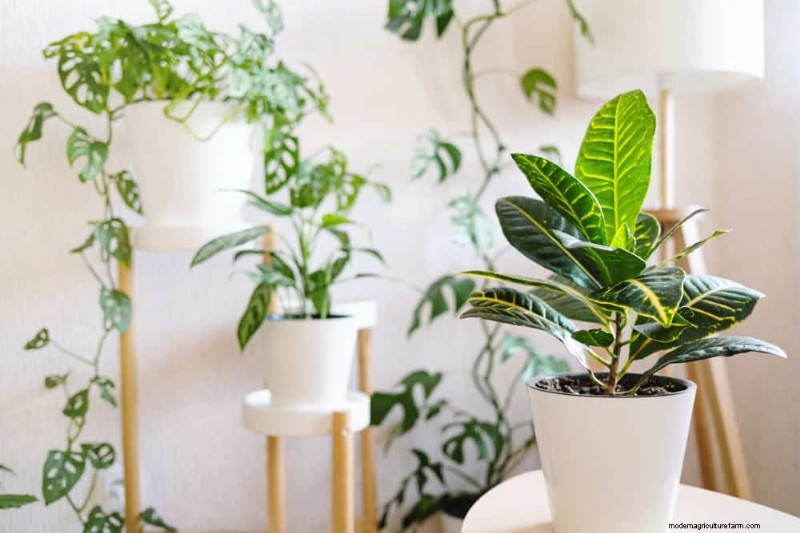 15 Best Foliage Houseplants for Stunning Home Decor