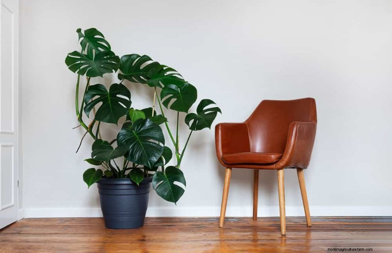 15 Best Foliage Houseplants for Stunning Home Decor