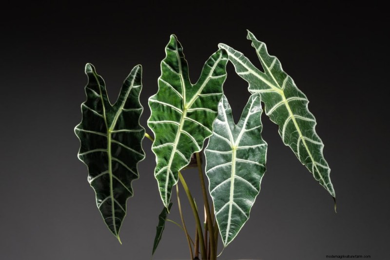 15 Best Foliage Houseplants for Stunning Home Decor